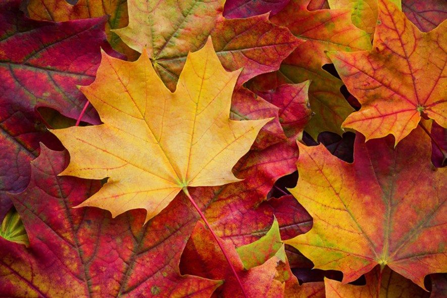 Thanksgiving Holiday Trash Schedule