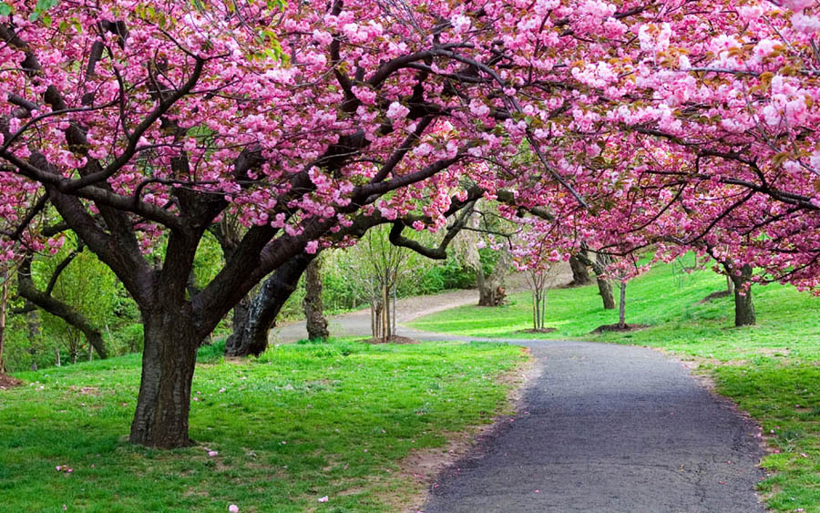 Flowering Trees Pink Trees