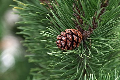 Christmas Tree Collection - Monday, January 19, 2026