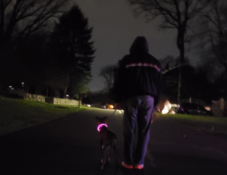 Dog walking at night