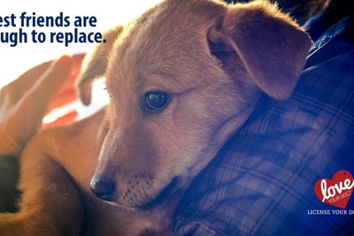 License Your Dog in PA